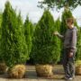 Arborvitae – Emerald Green – 5-6ft – B&B